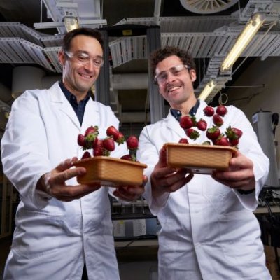 Dr Luigi Vandi and Vincent Mathel have successfully tested their biocomposite as a strawberry punnet that biodegrades completely in soil, fresh water, the ocean, and in compost. Photos Aubrey Jonasson