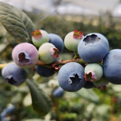 a cluster of blueberries on a branch surrounded by green leaves