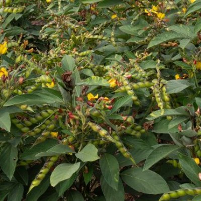 green bushes with small yellow flowers and clusters of seed pods