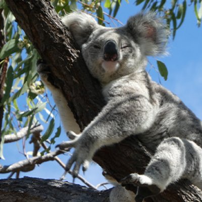 A koala sleeping in the branches of a gum tree.