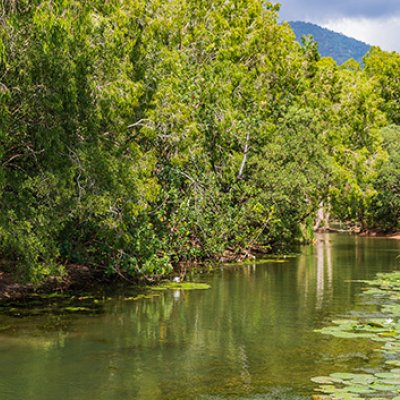 a view of a small stream with waterlillies and trees