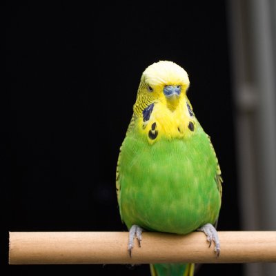 Budgies uses visual cues to judge and adjust their airspeed