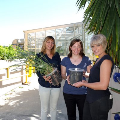 PhD students Cecile Richard, Amy Watson and Hannah Robinson are working to revolutionise cereal production.