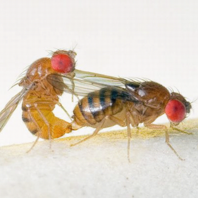 Mating pair of Drosophila serrata. Credit: Antoine Morin