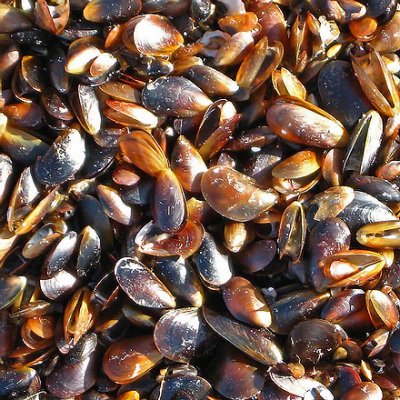 Increased levels of CO2 in the ocean could alter the rate at which calcium carbonate dissolves in mussels, shell fish and other creatures.