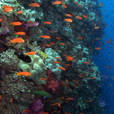 Researchers say governments should not use offsets to meet existing commitments to manage protected areas. 
