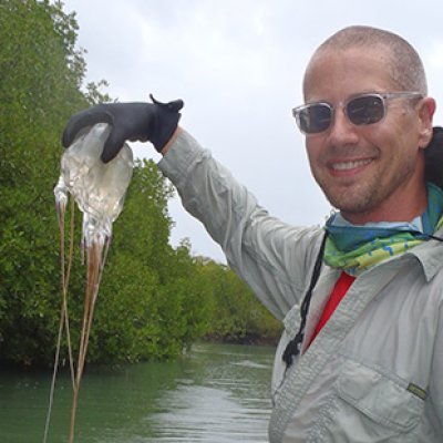 Associate Professor Bryan Fry is using a new technique to extract venom from box jellyfish