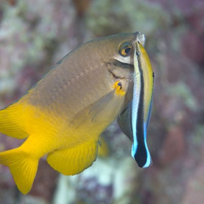 Photo: Cleaner wrasse with a client Scarface damsel by Richard Smith