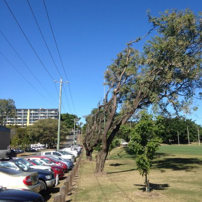 Rosewood trees on the corner of Walcott Steet and Sir Fred Schonell Drive.