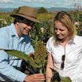 Dr David Jordan and Dr Emma Mace are part of a Queensland scientific team which has mapped the entire genome sequences of 44 sorghum lines