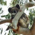 A South East Queensland koala, part of a population that has developed the unique genomic immunity. 