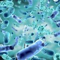 Close-up graphic of gut bacteria