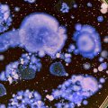 Macro photo of colourful bacteria in a petri dish.