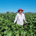 A woman wearing a wide brimmed hat and long sleeved shirt standing in soybean crop about 1 metre high