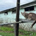 Grey cat sitting on a wire fence in front of an aqua building