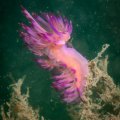 A bright pink sea slug under water near coral