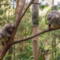 two koalas sleep on thin branches in a gum tree