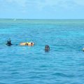 Divers with their heads out of very blue ocean water