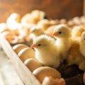 yellow chicks and eggs in the tray of an incubator