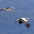 two black and white birds fly in a blue sky