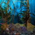 green, yellow and orange leafy plants underwater