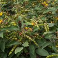 green bushes with small yellow flowers and clusters of seed pods