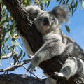 A koala sleeping in the branches of a gum tree.