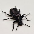 A black beetle with some electronics on its back against a white background.