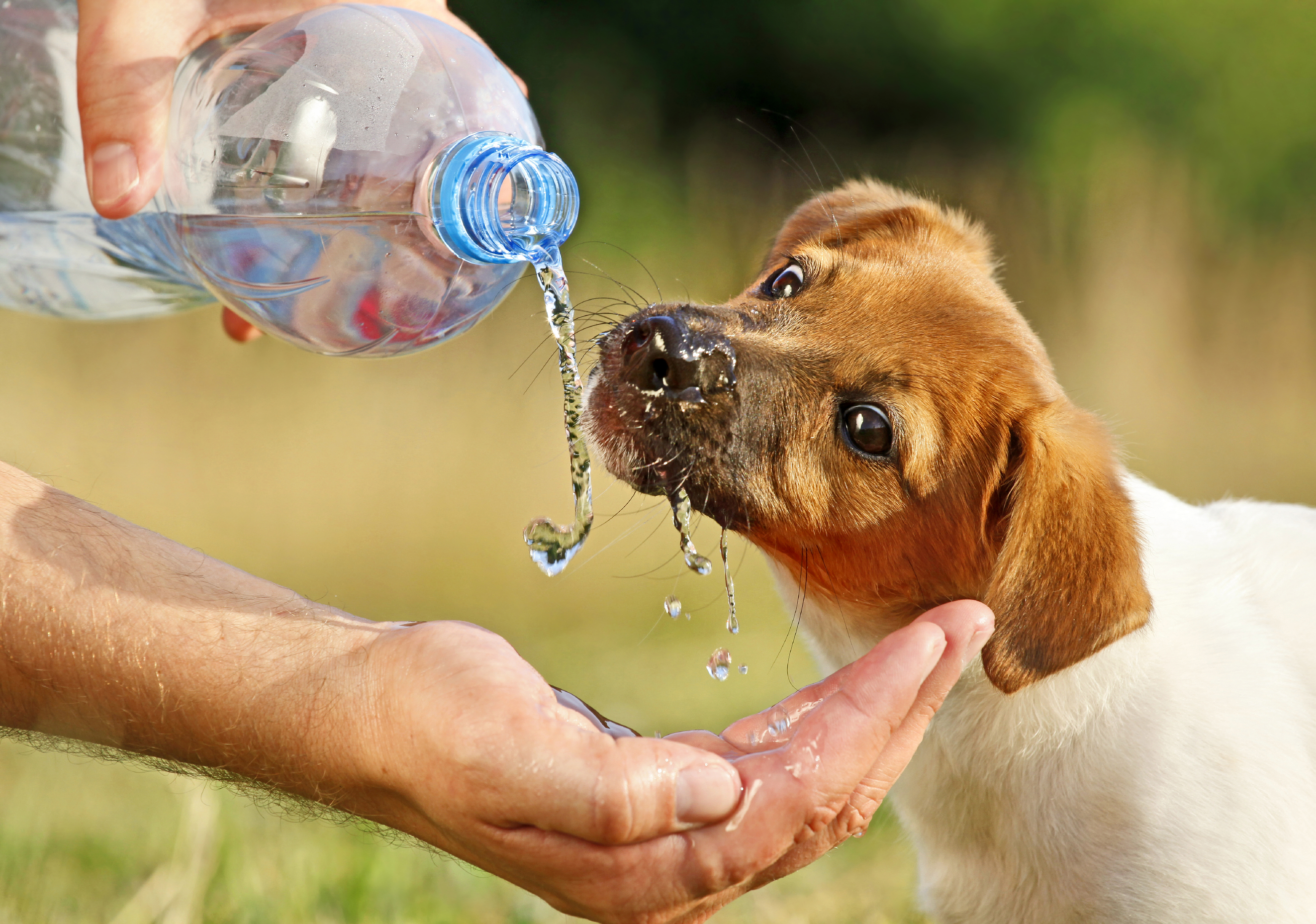 How to protect your pets from heat stress - UQ News - The University of  Queensland, Australia