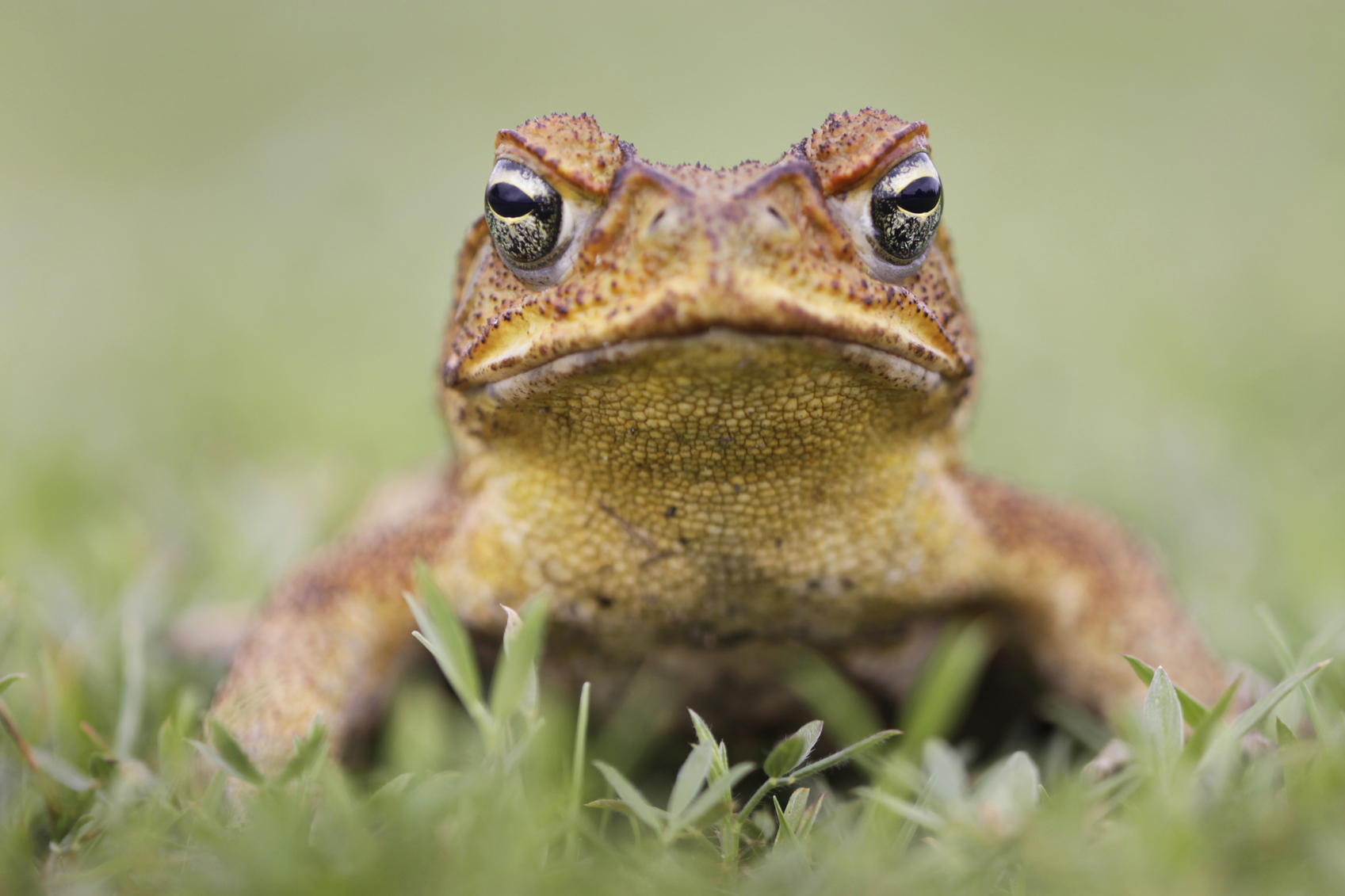 Queenslanders To Battle Cane Toads Uq News The University Of