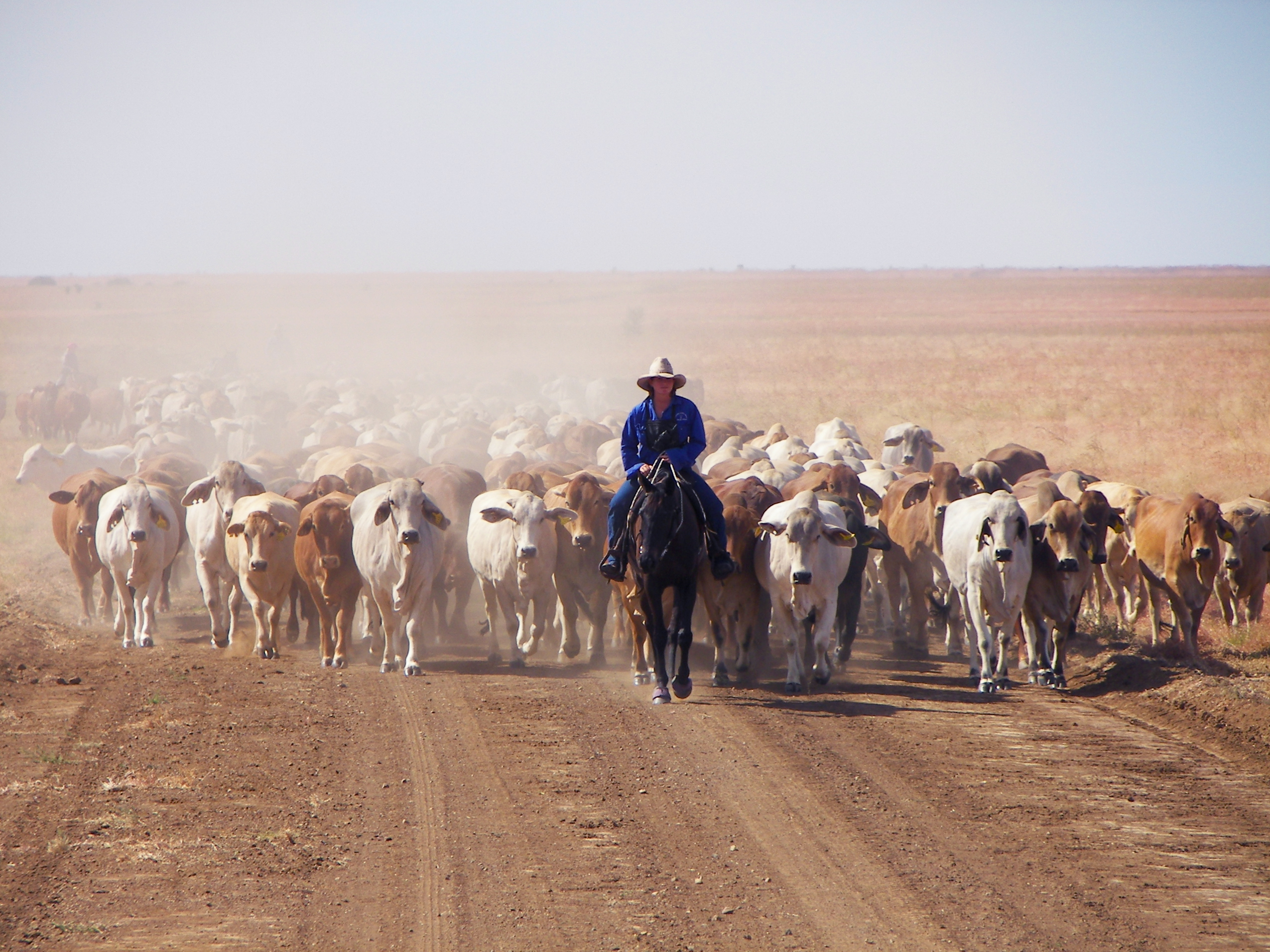 Constance Cattle