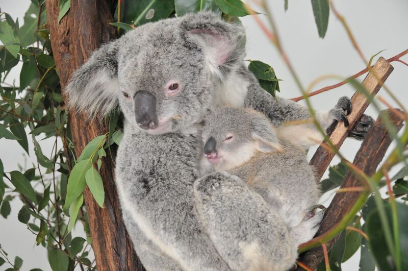 Living gene bank to help save wild koalas - UQ News - The University of Queensland, Australia Living gene bank to help save wild koalas - UQ News - The University of Queensland, Australia