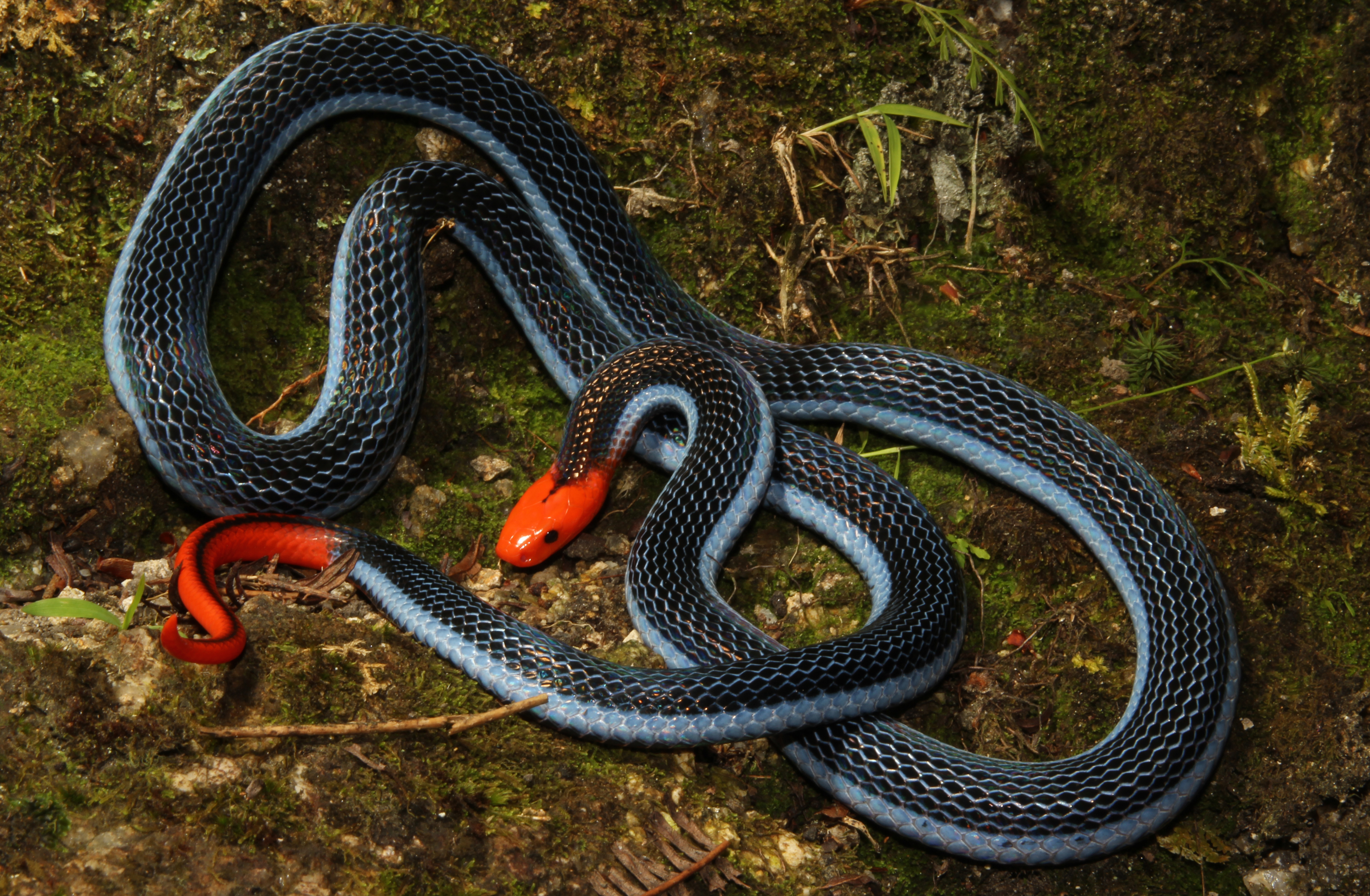 This snake is a killer of killers - UQ News - The ...