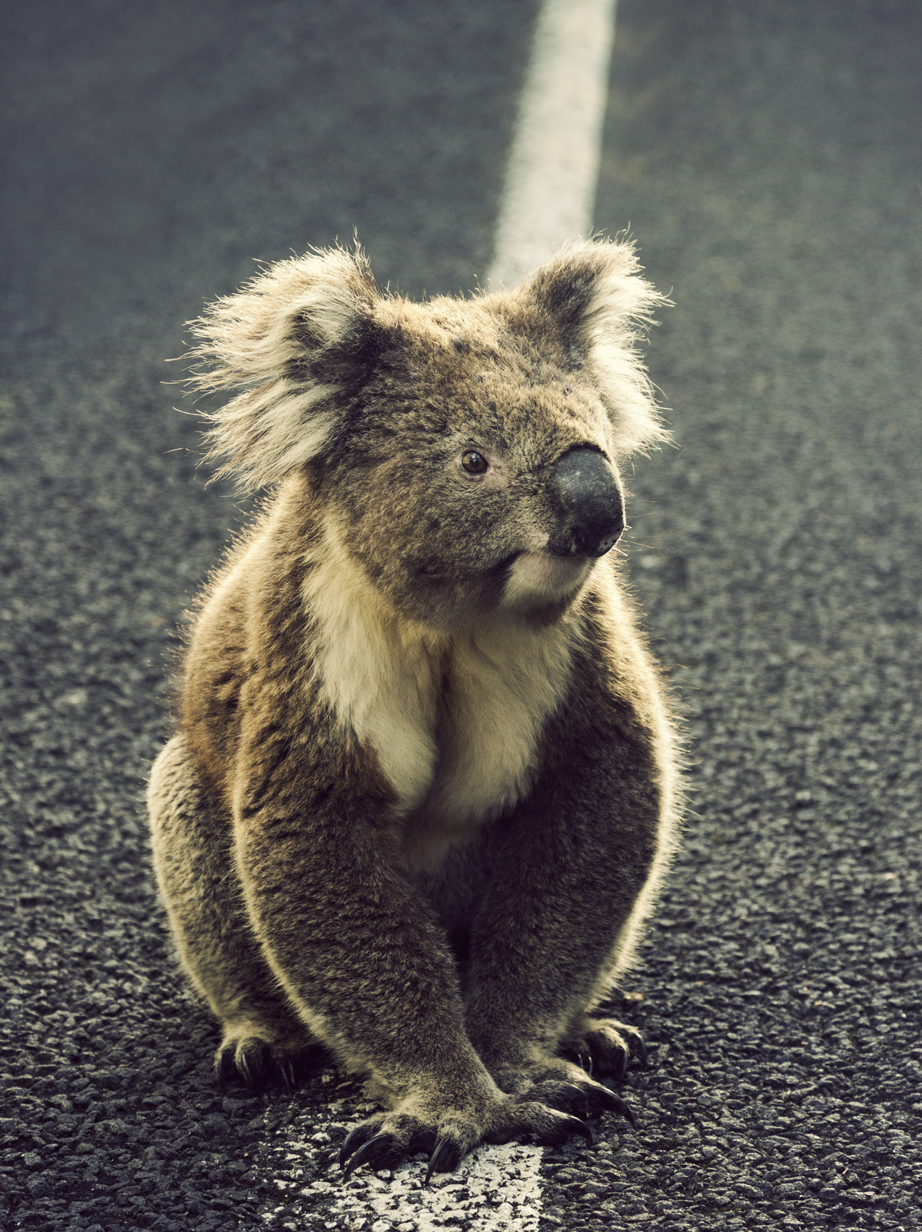 Spotlight on the Koala - Wilderness Australia