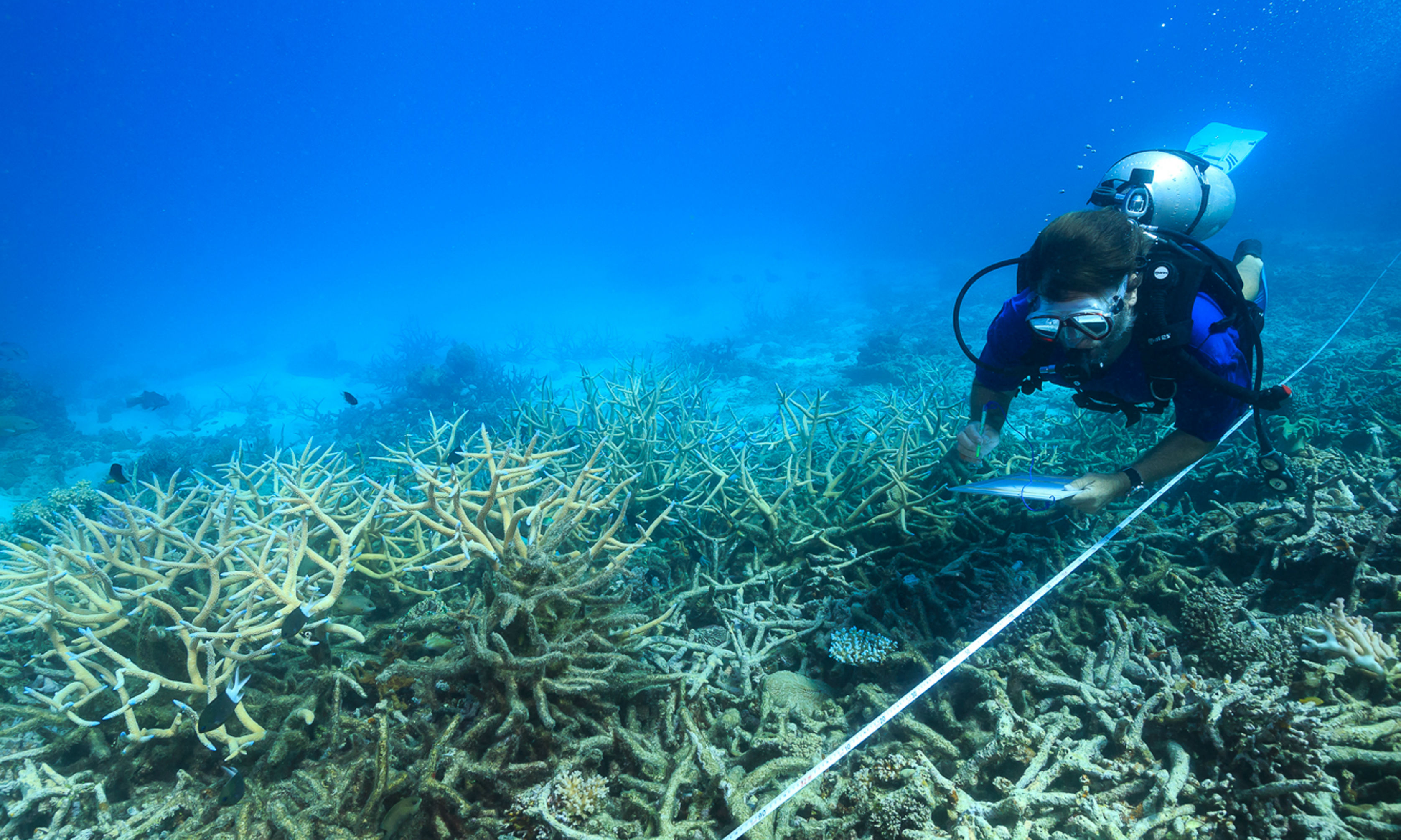 Scientists mobilise as bleaching returns to Great Barrier Reef - UQ ...