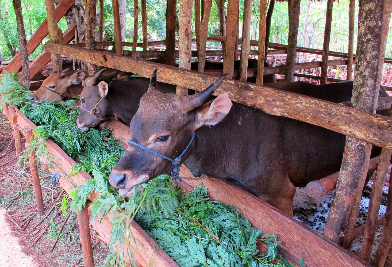 Leucaena has proved to be an ideal food for fattening cattle. Image Max Shelton.