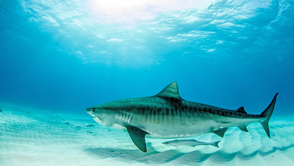 Tiger sharks need international protection - UQ News - The University of  Queensland, Australia