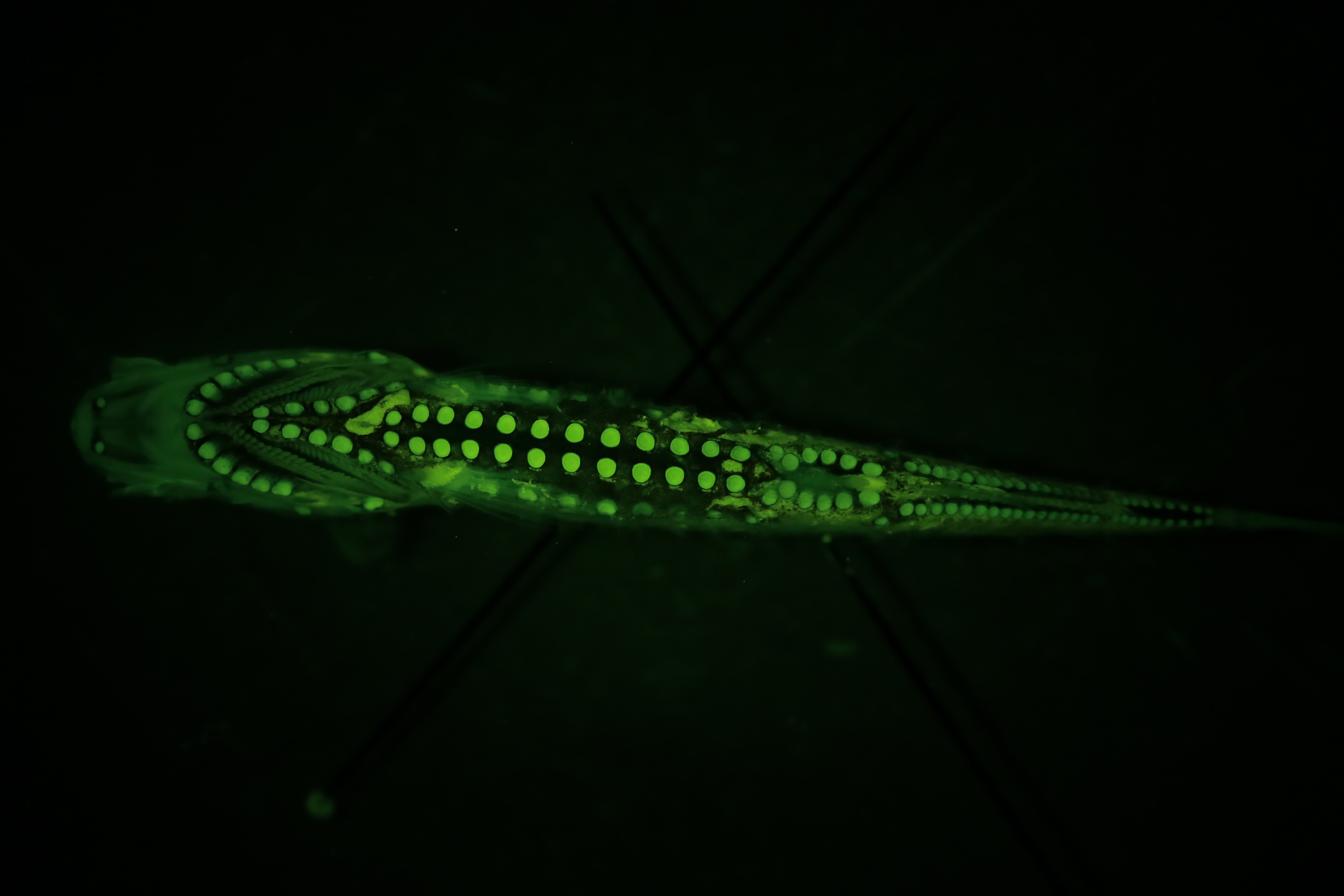 The ventral bioluminescent photophores of Maurolicus muelleri viewed under fluorescent light. Image: Wen-Sung Chung