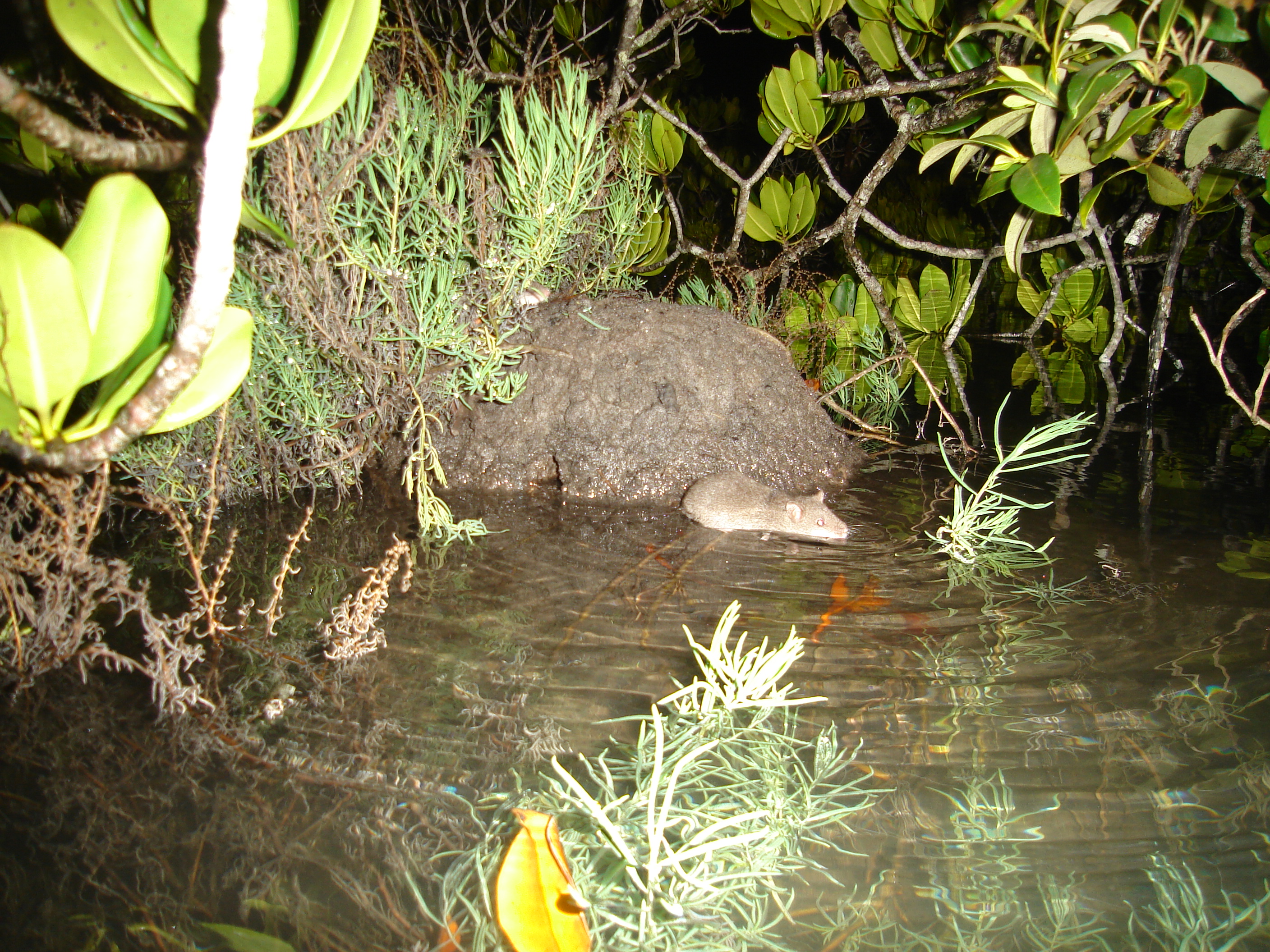 A watermouse on the Maroochy River. Image J. Kaluza