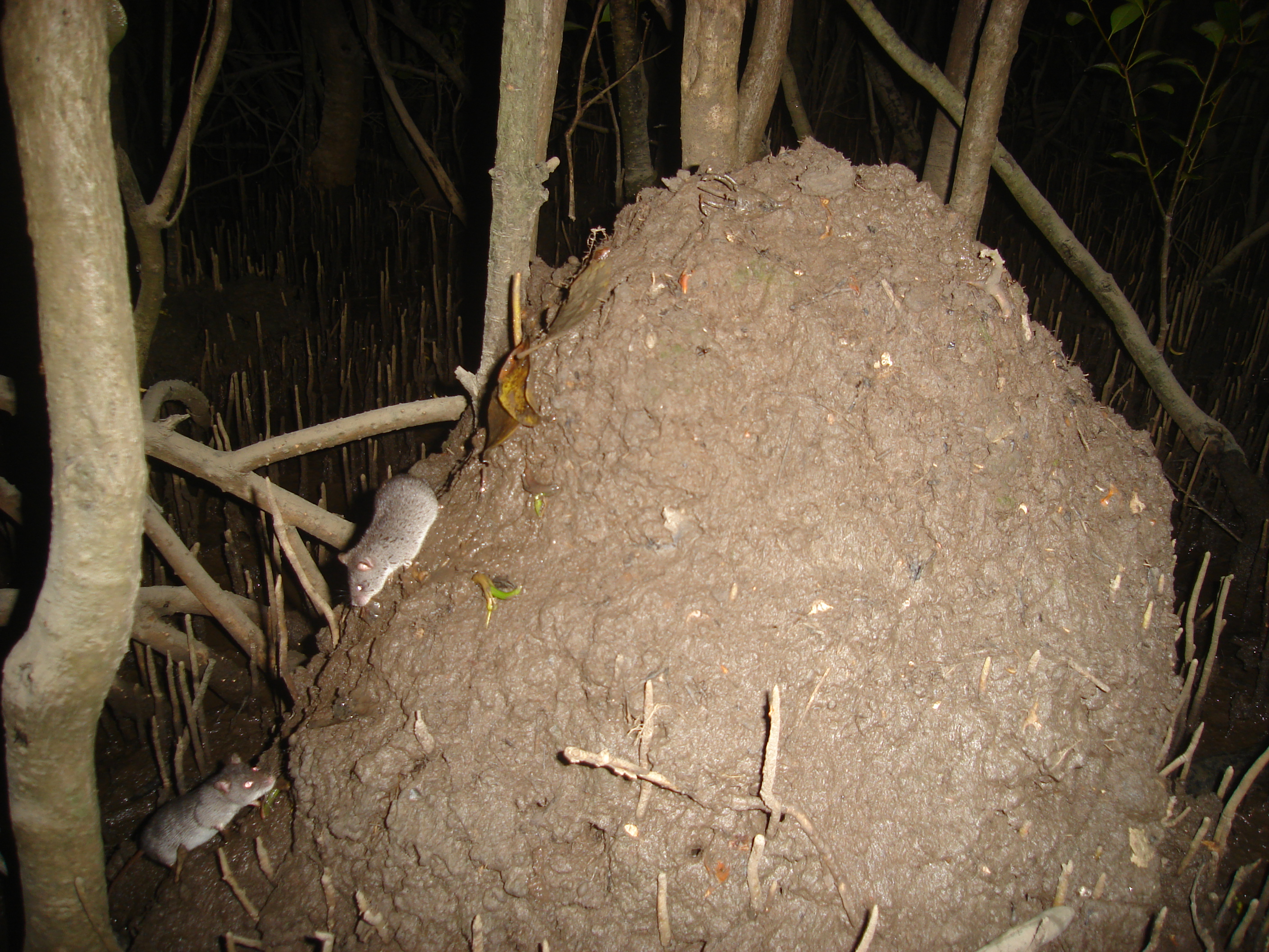 Two water mice maintaining a nest along the Maroochy River. Image: J. Kaluza.