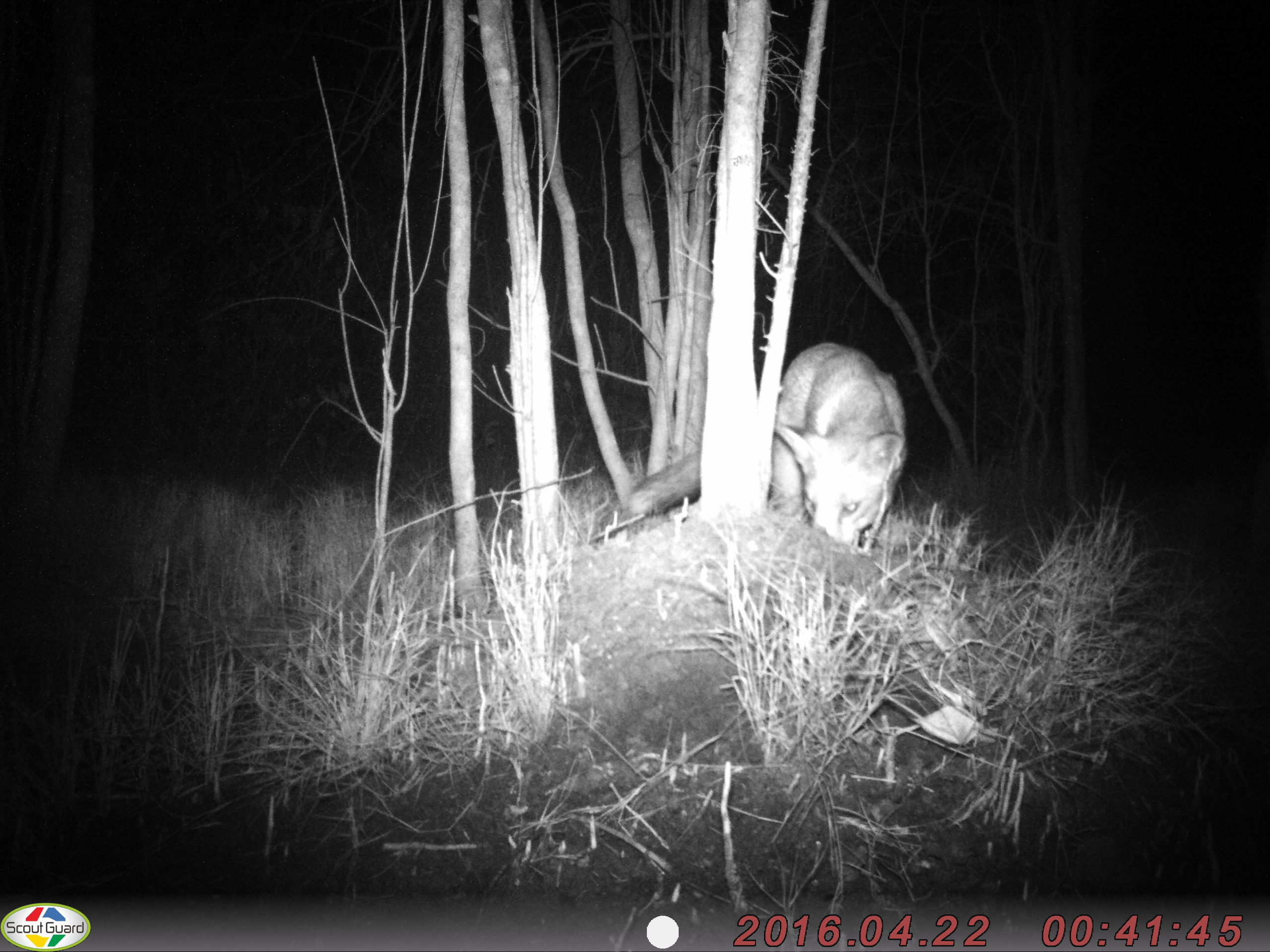  Fox investigating and disturbing water mice nests at the Maroochy River.