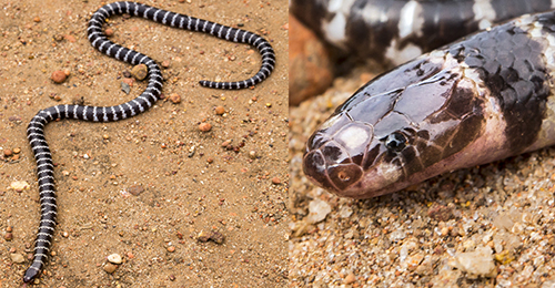 Australia has a new venomous snake – and it may already be threatened ...