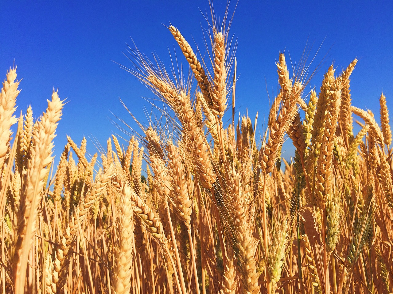 Against grain: soil constraints back Australian wheat - UQ News - The University of Australia