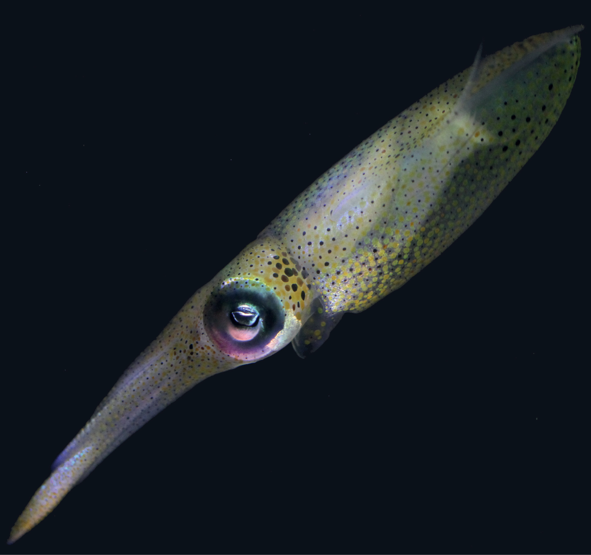Squid in finding shop nemo