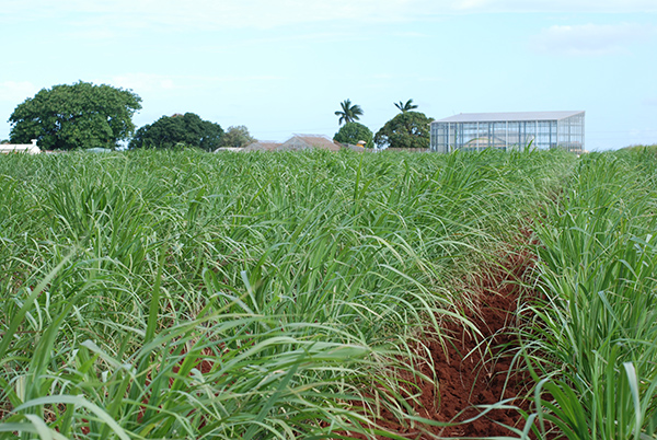 Sugarcane at Meringa research station