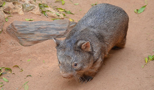 Jaw-some wombats may be great survivors - UQ News - The University of  Queensland, Australia