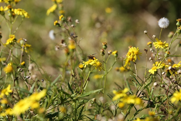 Fireweed contains toxins that leads to liver toxicity when eaten by cattle and horses.