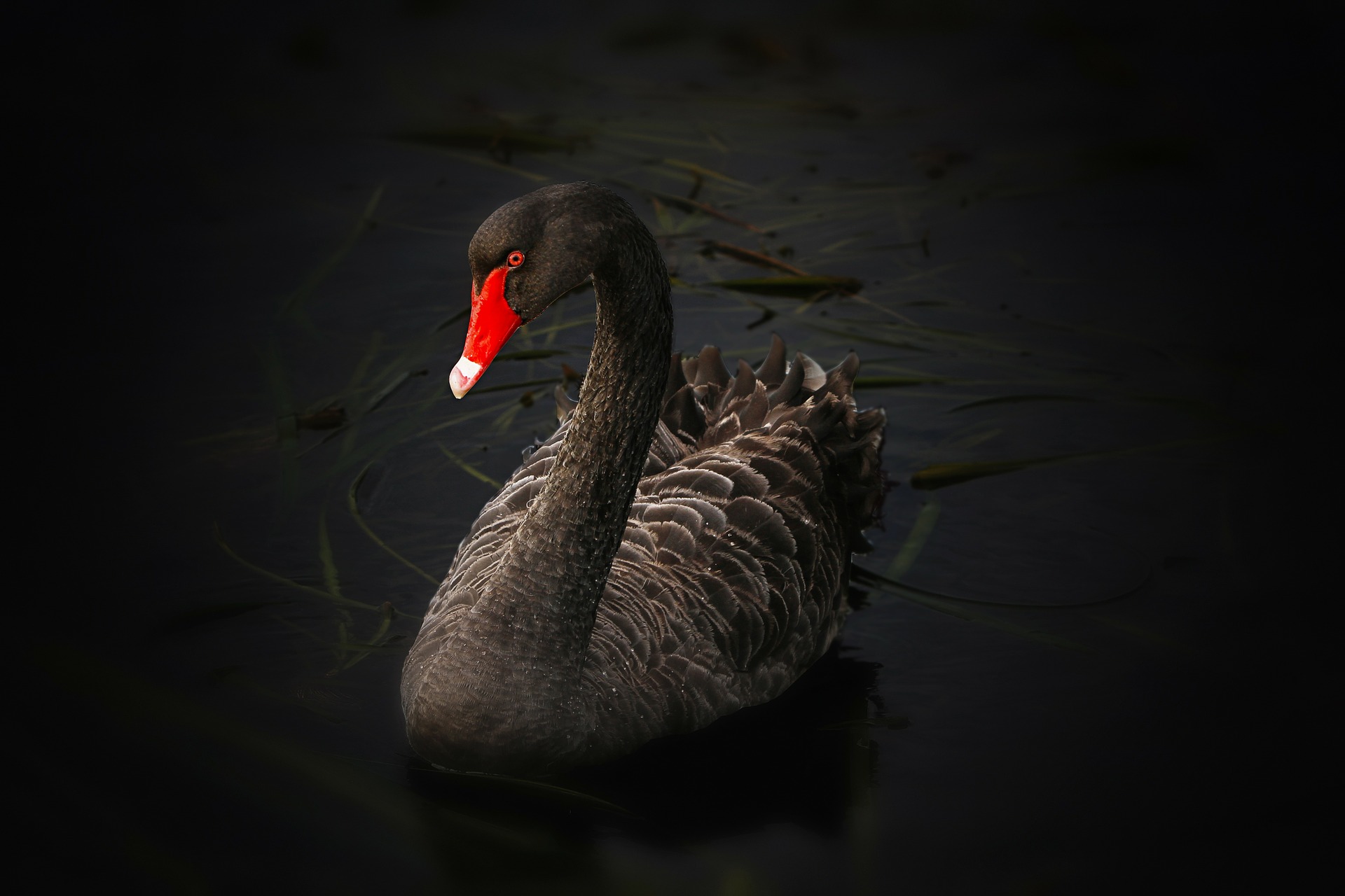 Black swan genome could be our secret to combat next pandemic UQ News - The University of Queensland, Australia