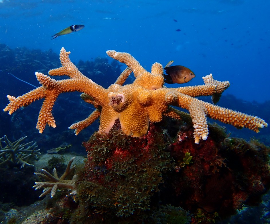 A one-year-old coral