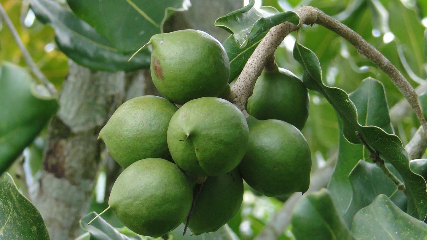 Macadamias on the tree